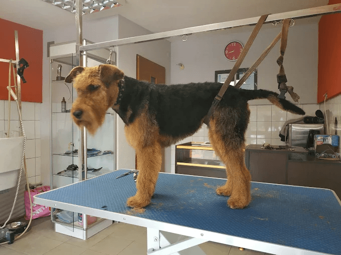 Airedale terrier - pełne trymowanie