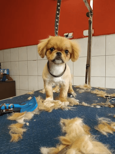 Z gęstym podszerstkiem - szpic, pekińczyk, husky, owczarek