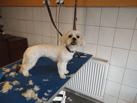 Długowłose - shih tzu, maltańczyk, york, biszon