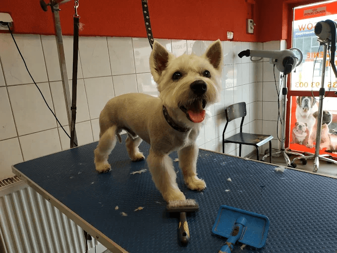 West highland white terrier po strzyżeniu w salonie Heyvan w Limanowej