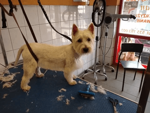 West highland white terrier - trymowanie - zdjęcie 2